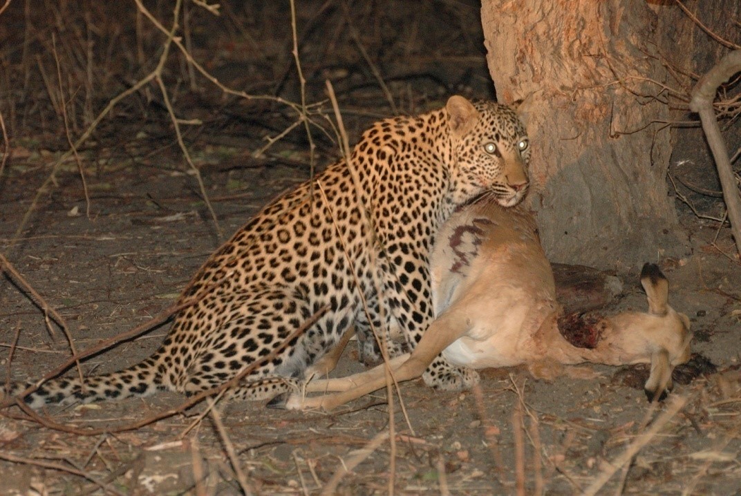 leopard with a kill